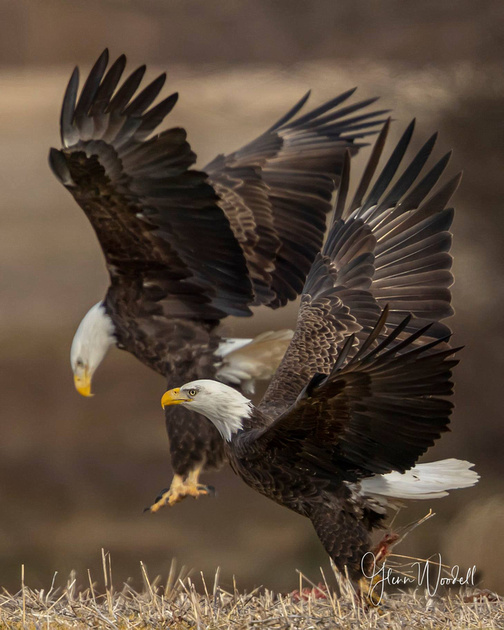 eagles with stacked extenders