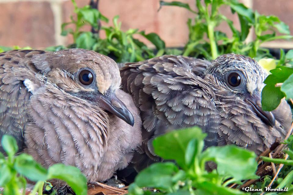2-baby-doves