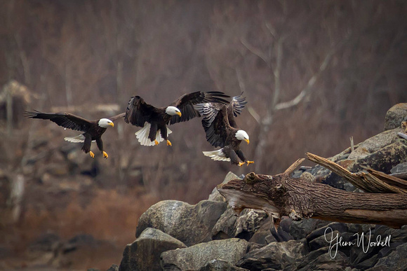 eagle landing sequence